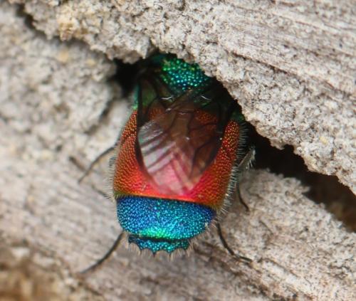 Réf. 330 508 : Praestochrysis megerlei